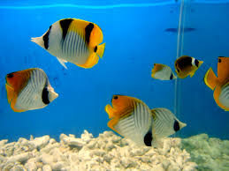 "Yellow Aquarium Fish," by Ranjithsiji/Commons.wikimedia